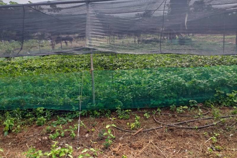 Foto: Reprodução/Secom Pará