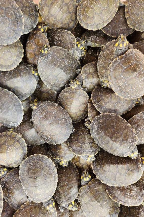 Crédito: Ascom/Semas