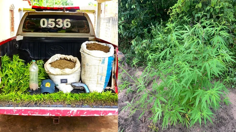 reprodução redes sociais