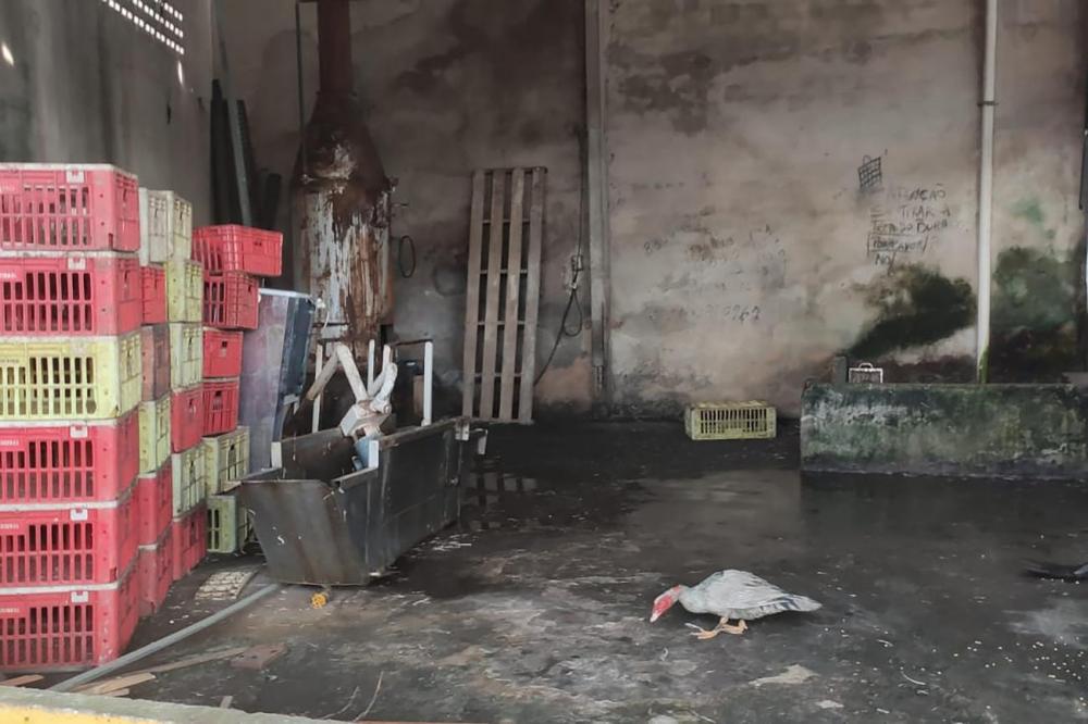 reprodução redes sociais