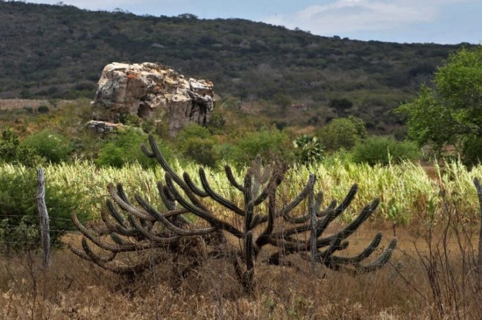 A Caatinga é um bioma exclusivamente brasileiro - (Foto: Mateus Pereira/Governo da Bahia)