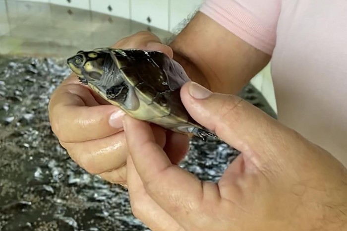 Crédito: Vinícius Leal / Ascom Ideflor-Bio