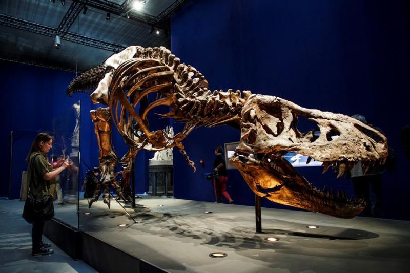 Pesquisadores estudaram um T.rex de 12 metros de comprimento - (Foto: EPA/CHRISTOPHE PETIT TESSON)