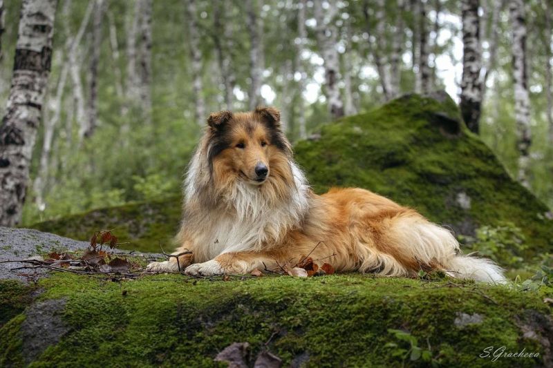 Rough Collie foi considerada a raça mais agressiva pelos cientistas - (Foto: Pixabay)